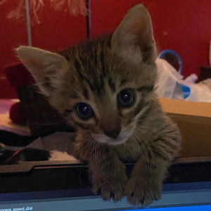 Meet your Posher, Dean